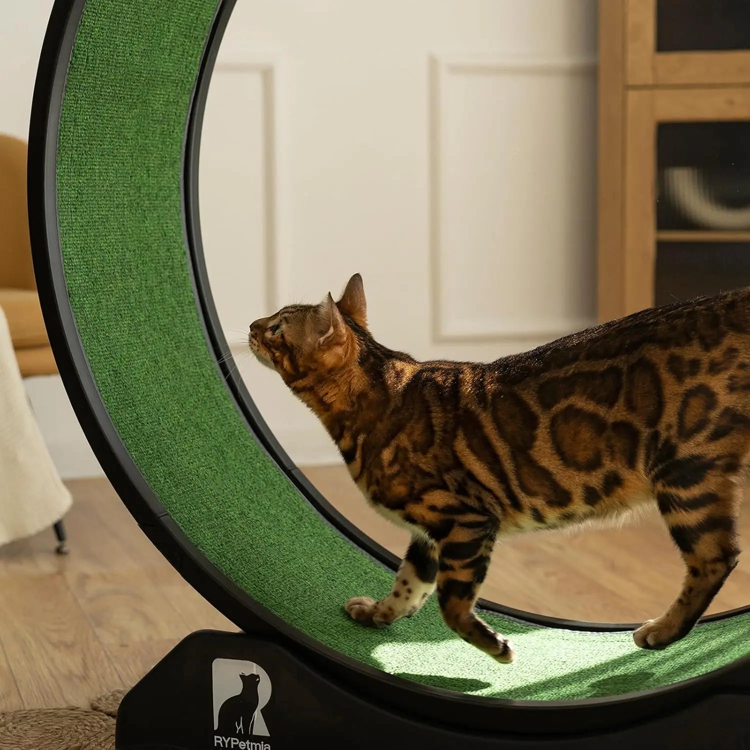 Cat Exercise Wheel with Carpeted Runway – Indoor Fitness