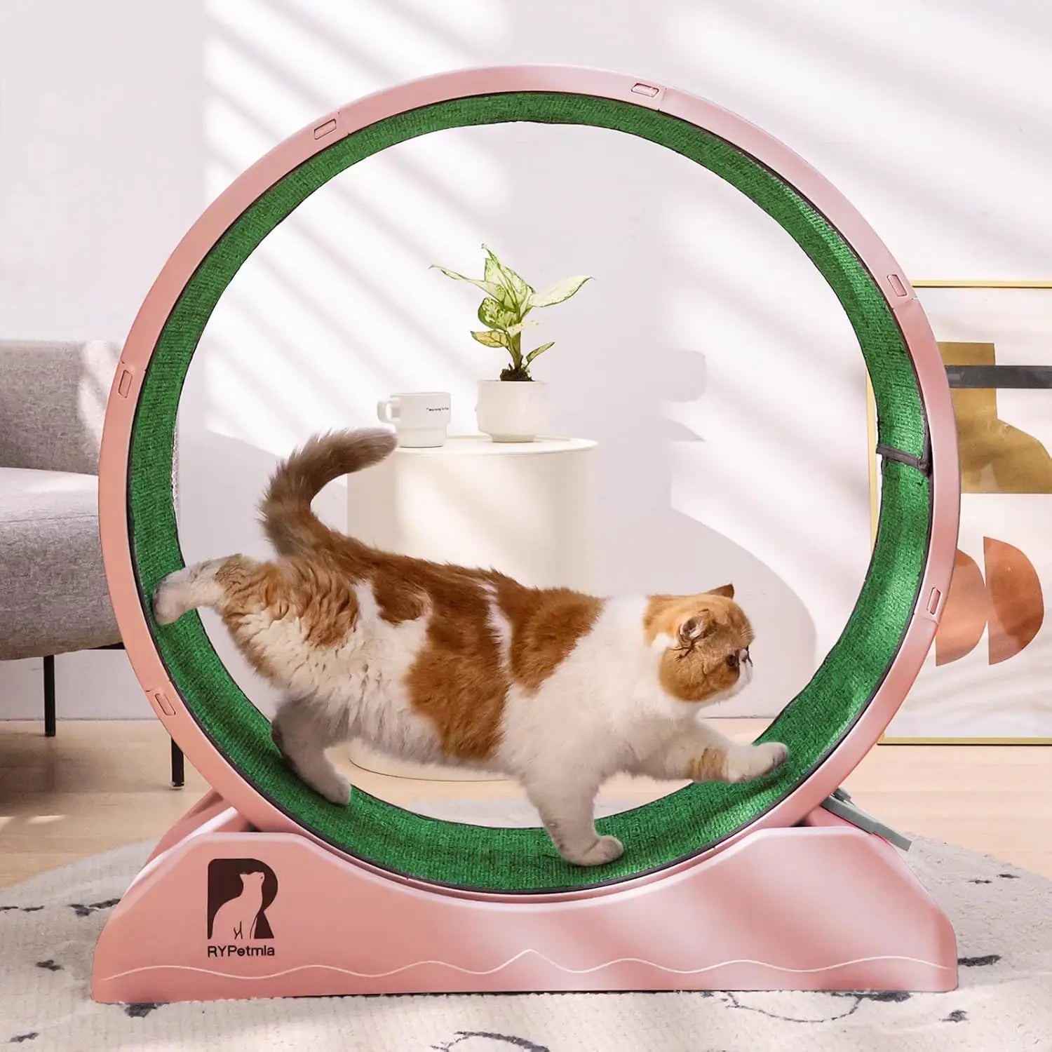 Cat Exercise Wheel with Carpeted Runway – Indoor Fitness